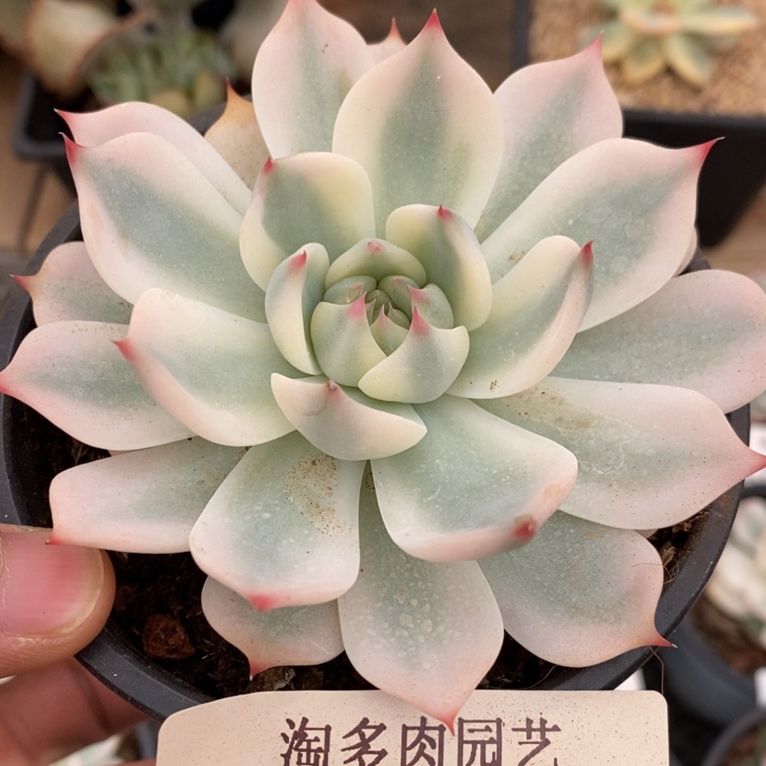 吉娃娃锦多肉植物0088