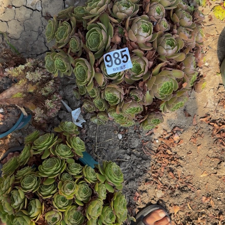 荷兰玫瑰29-37包邮花花