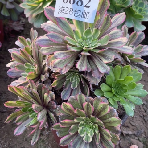 粉黛多肉多肉8882