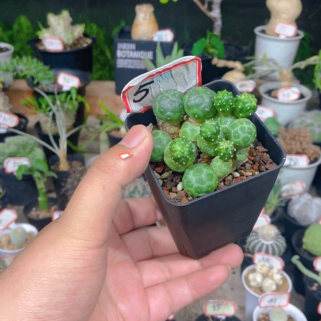 大型足球一物一拍