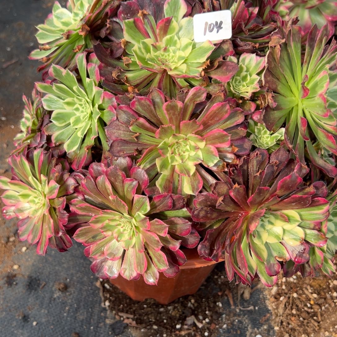 104同花顺多肉椅子多肉