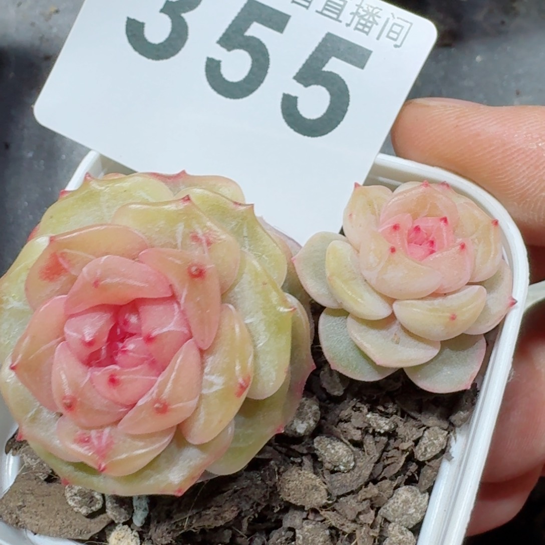 彩恋         精品多肉