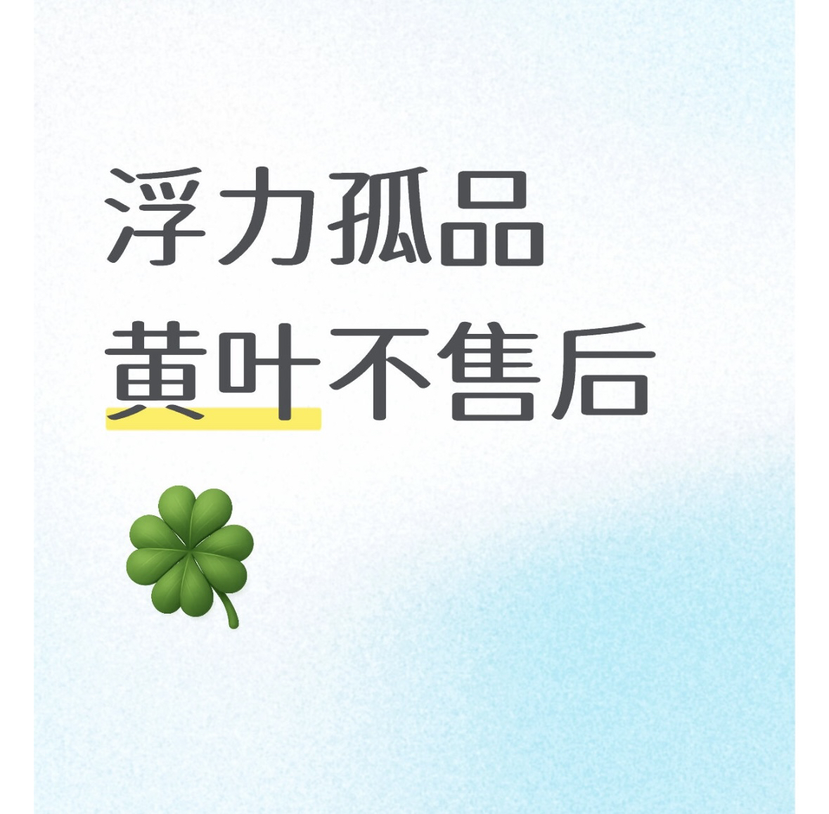 天竺葵大苗孤品清库存一物一拍（黄叶不售后）