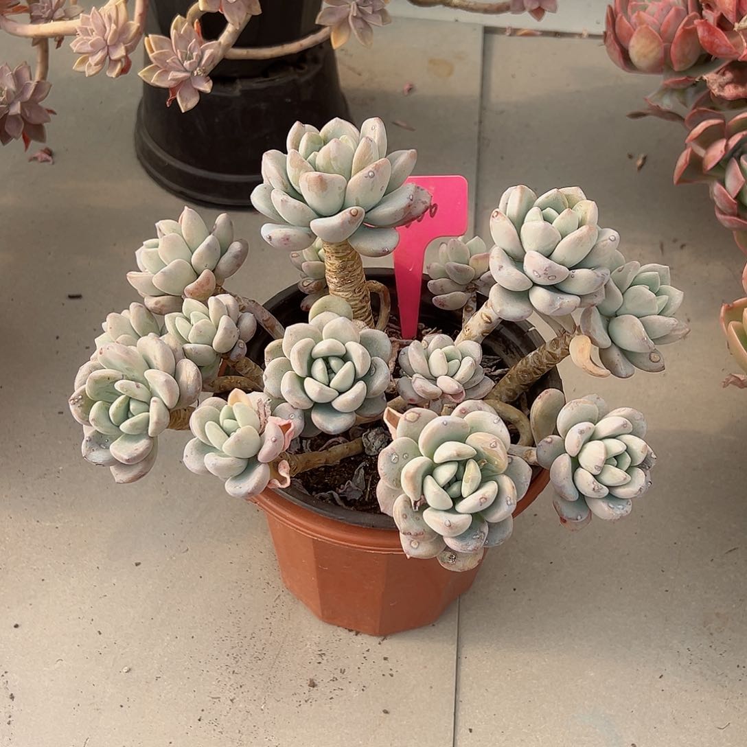 筱****y1600白露多肉植物