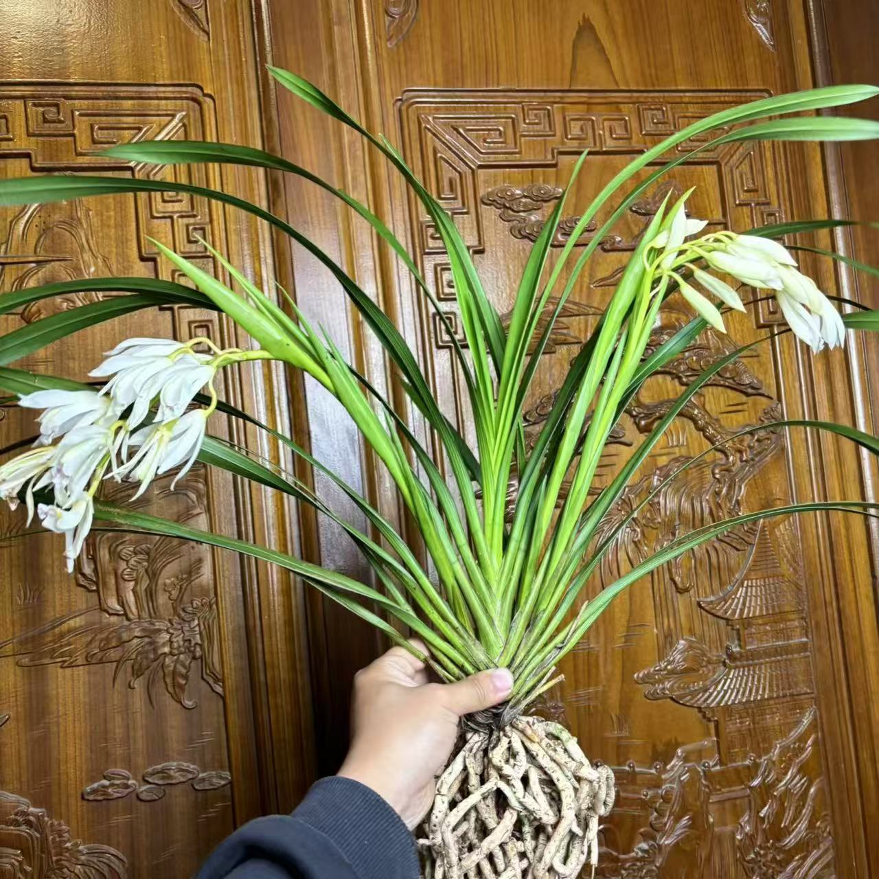 云南滇缅奇花艺草（一物一拍）奇花名品素花好看多花漂亮好养