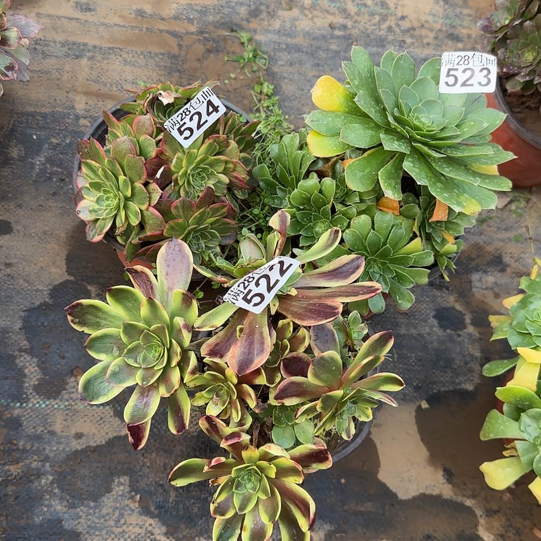 微**笑多肉522+523+524满28包邮断枝不包瑕疵