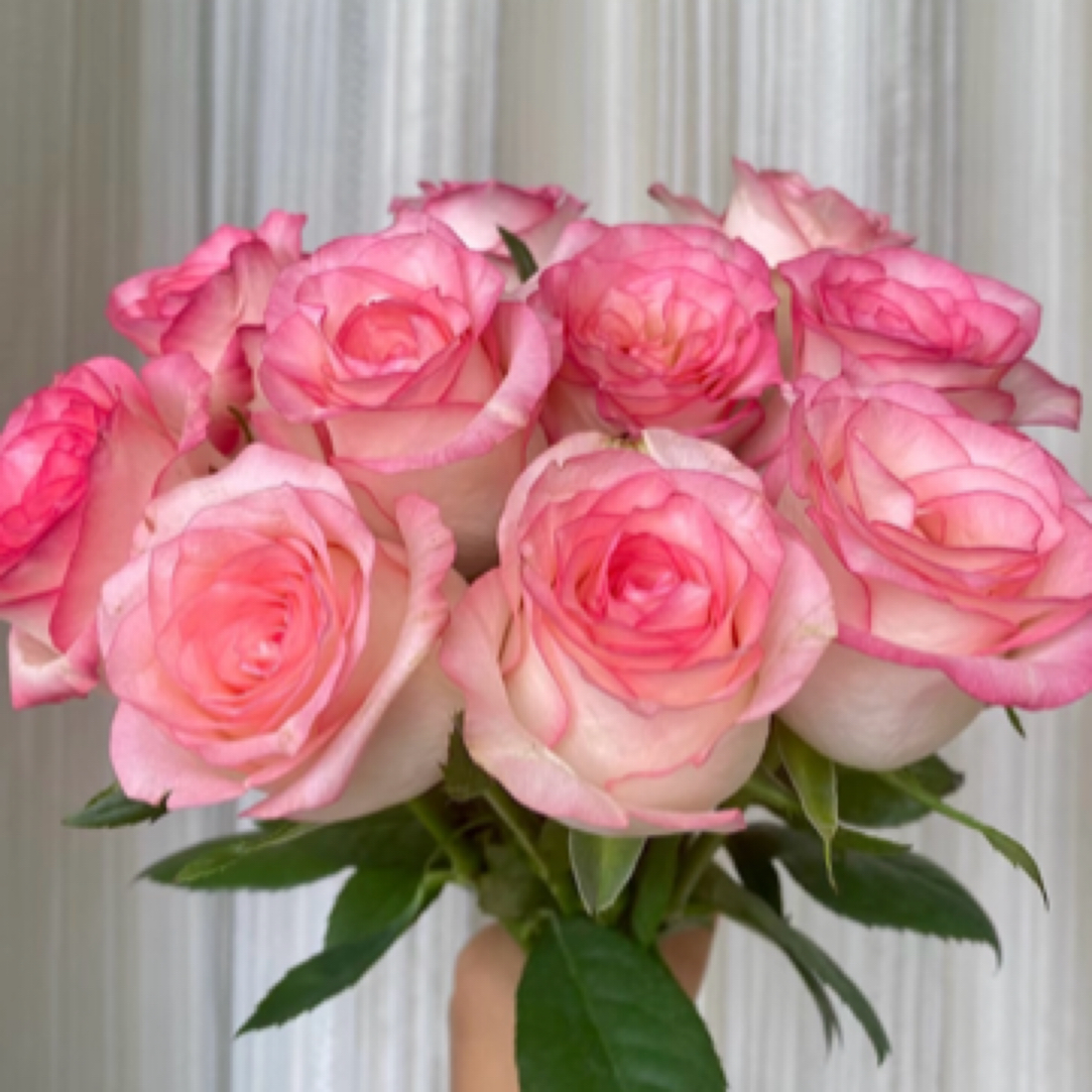 【伊春巧遇花店】艾莎玫瑰10支 全场任意两单免运费