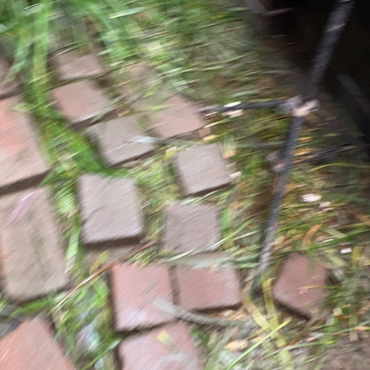 无花朵石菖蒲不去我