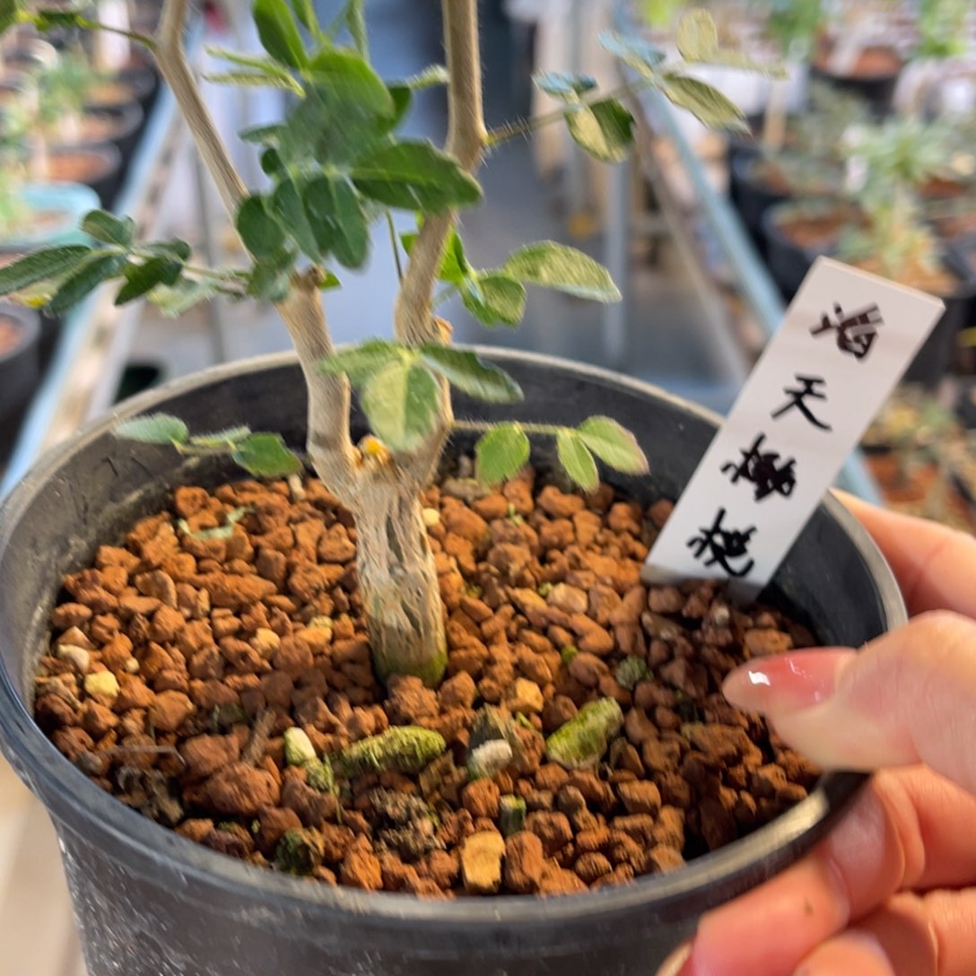 滔天橄榄实生带盆