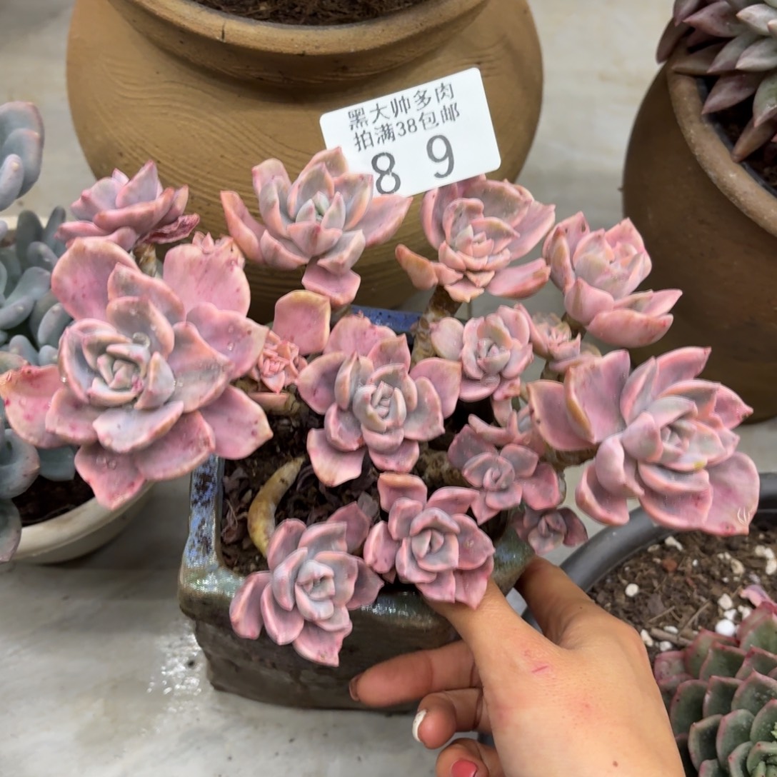 千***千黑大帅多肉89彩虹糖锦