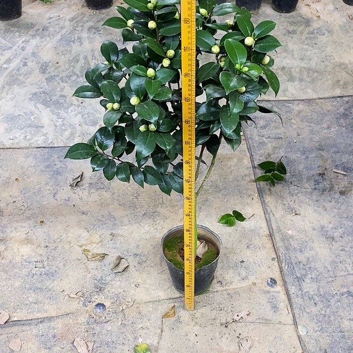 双色十八。        茶花。