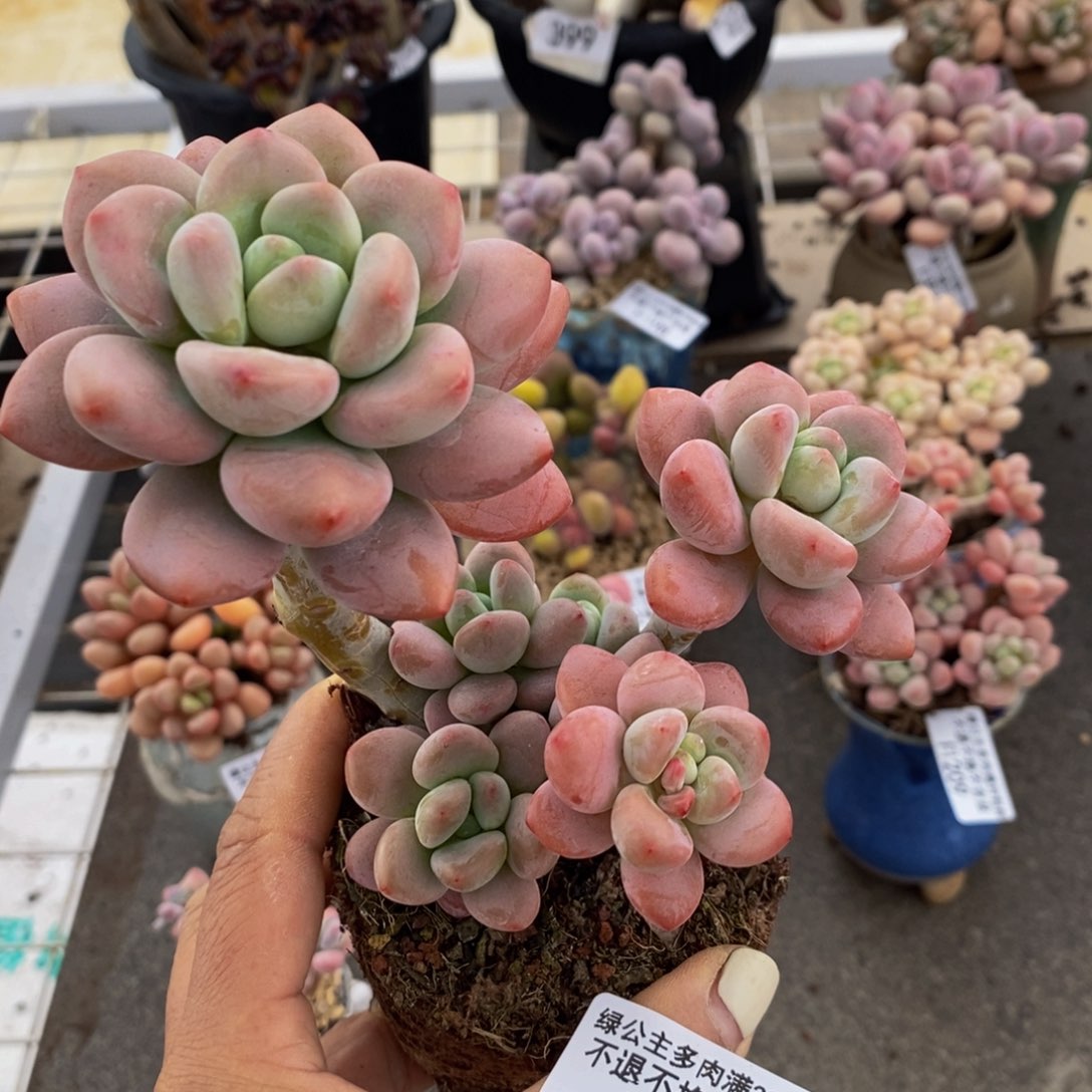 樱花洛神219/12c m