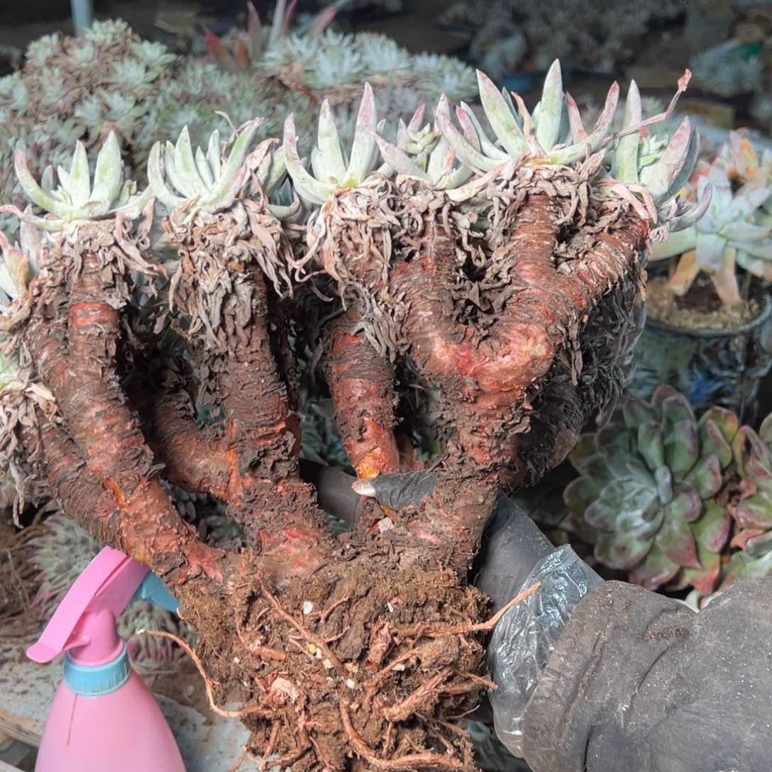 9056哈哈哈哈哈哈哈哈哈