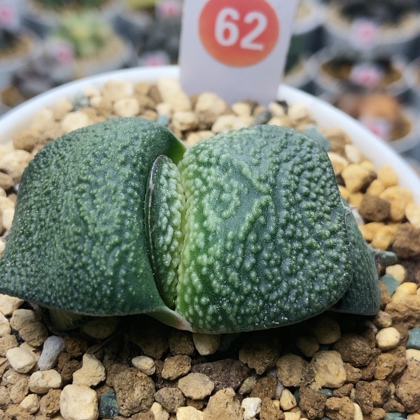 【闪购商品】62珍珠卧牛