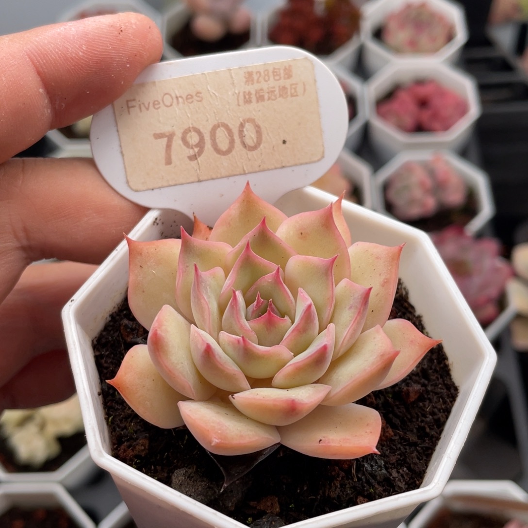 粉色提示7900-5.5厘米