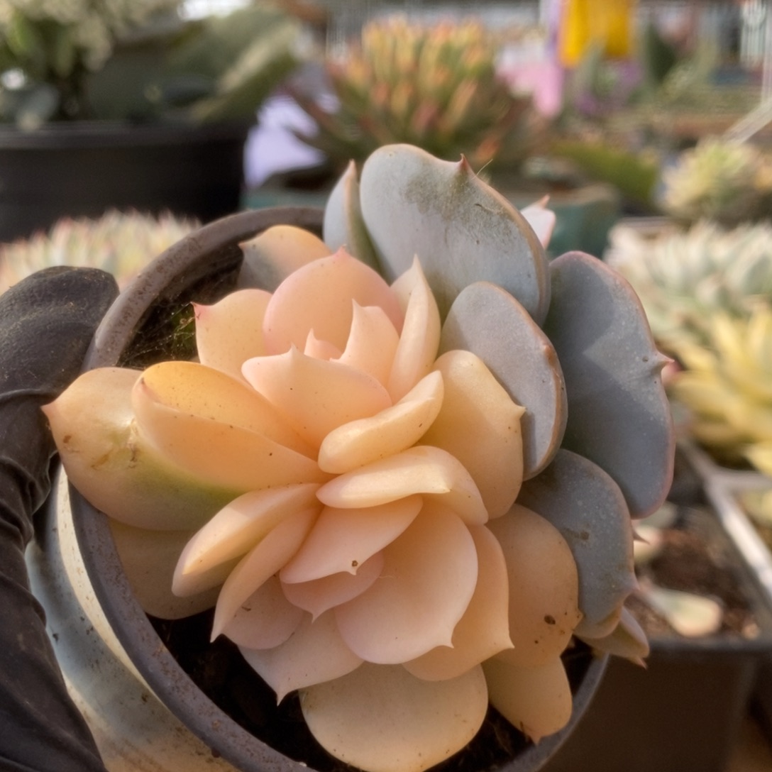 409双子座锦锦锦锦锦锦