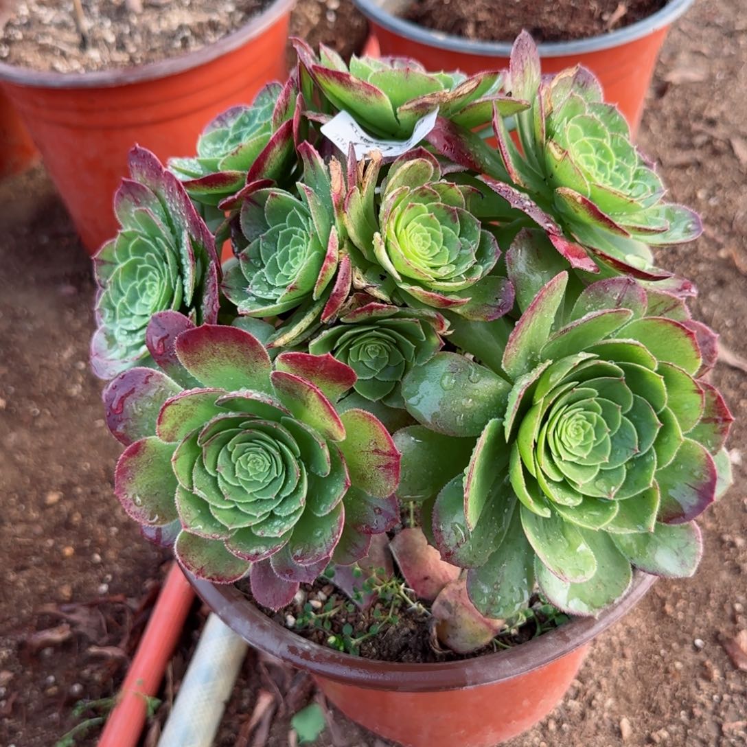 万圣夜法师多肉693