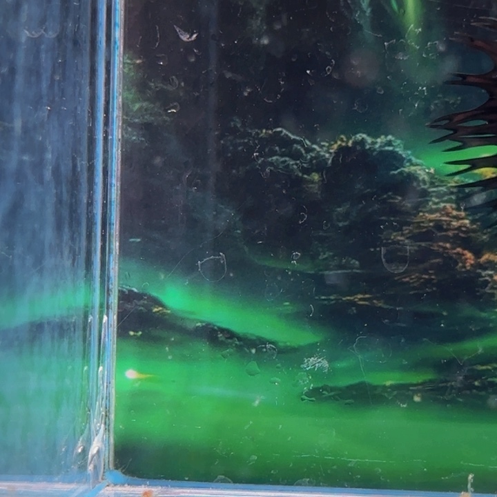 斗鱼我们是个有担当自己