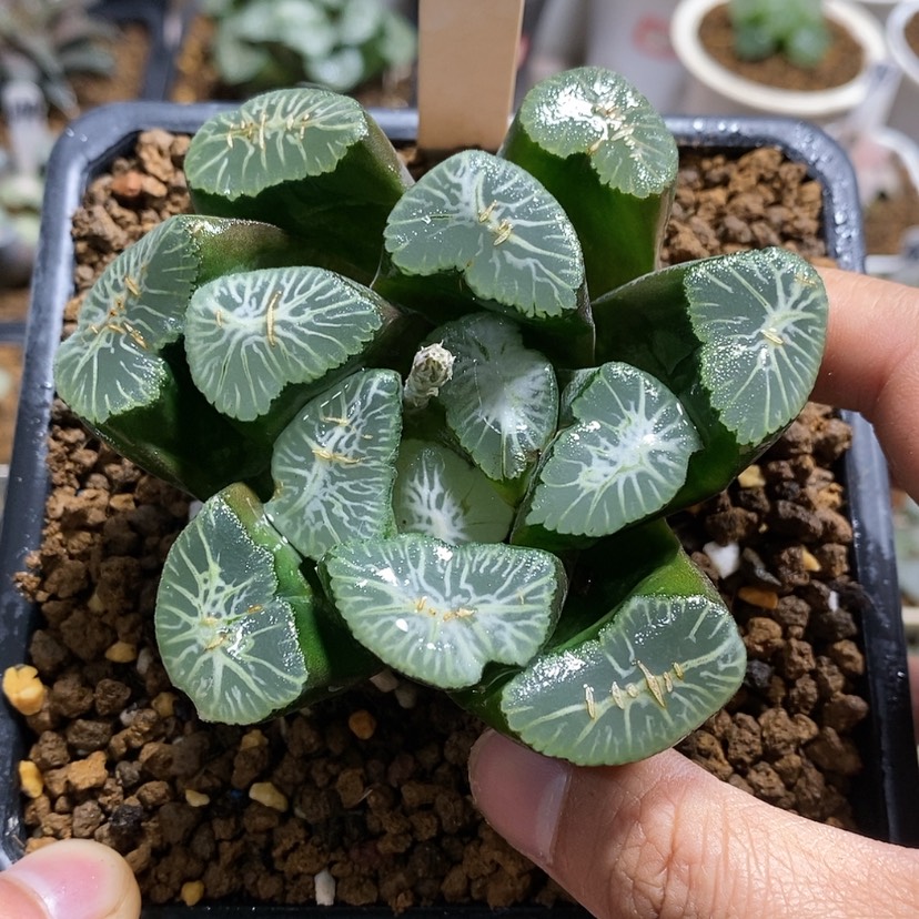 【闪购商品】45雪国