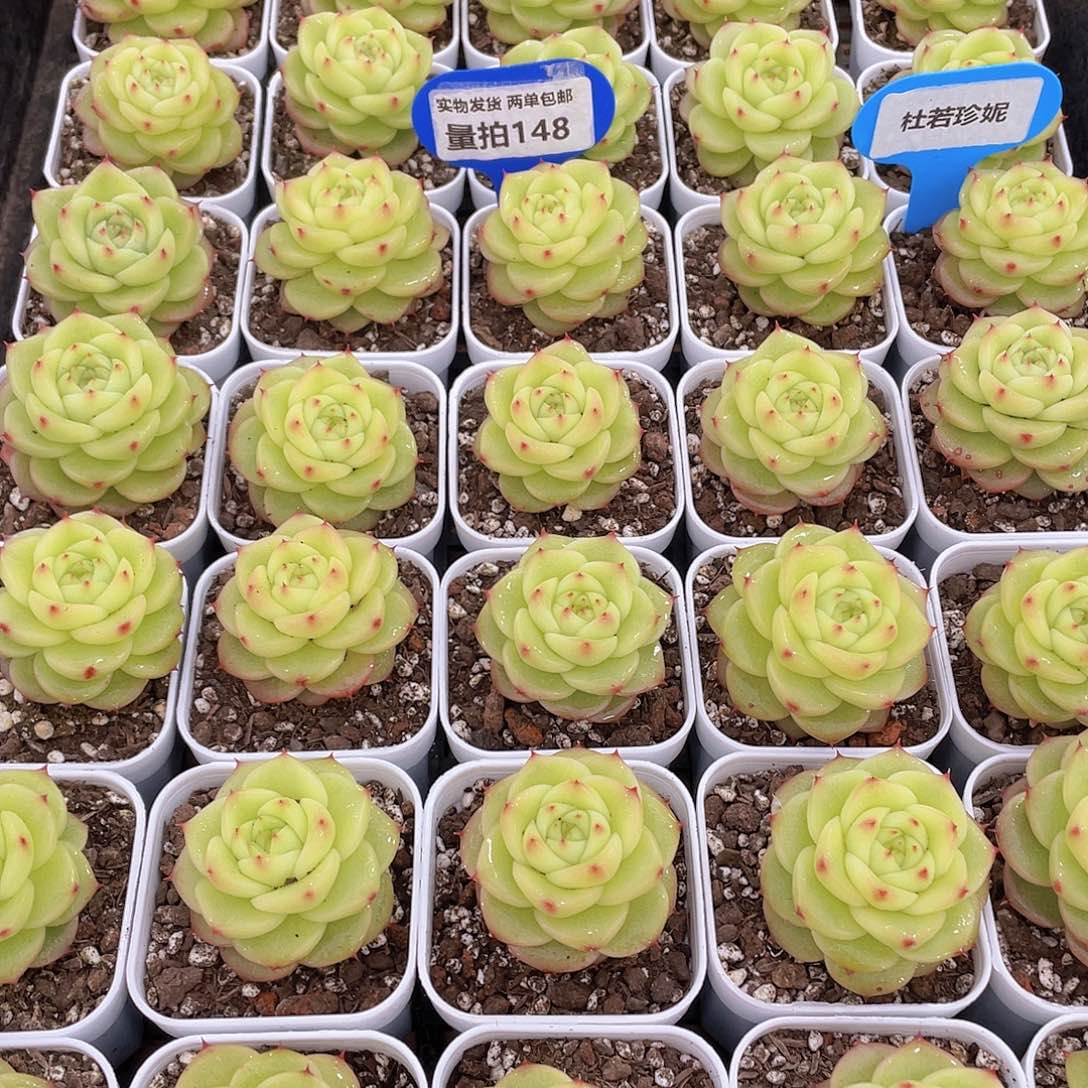 量拍148号 杜若珍妮单头一个