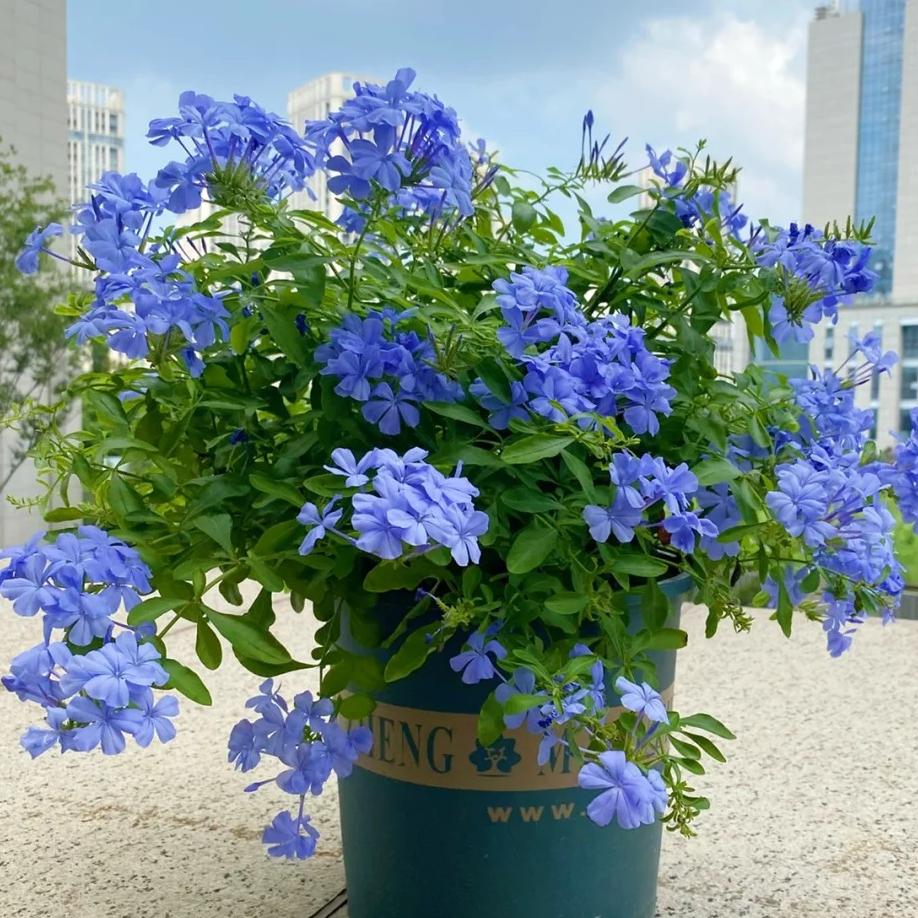 【蓝雪花】盆栽庭院观花植物耐热爬藤四季室外种植爆花机器薰衣草