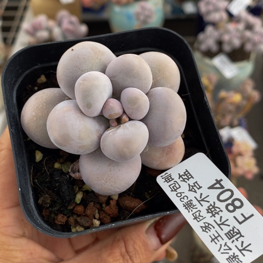 芭比奶酪804/5v m