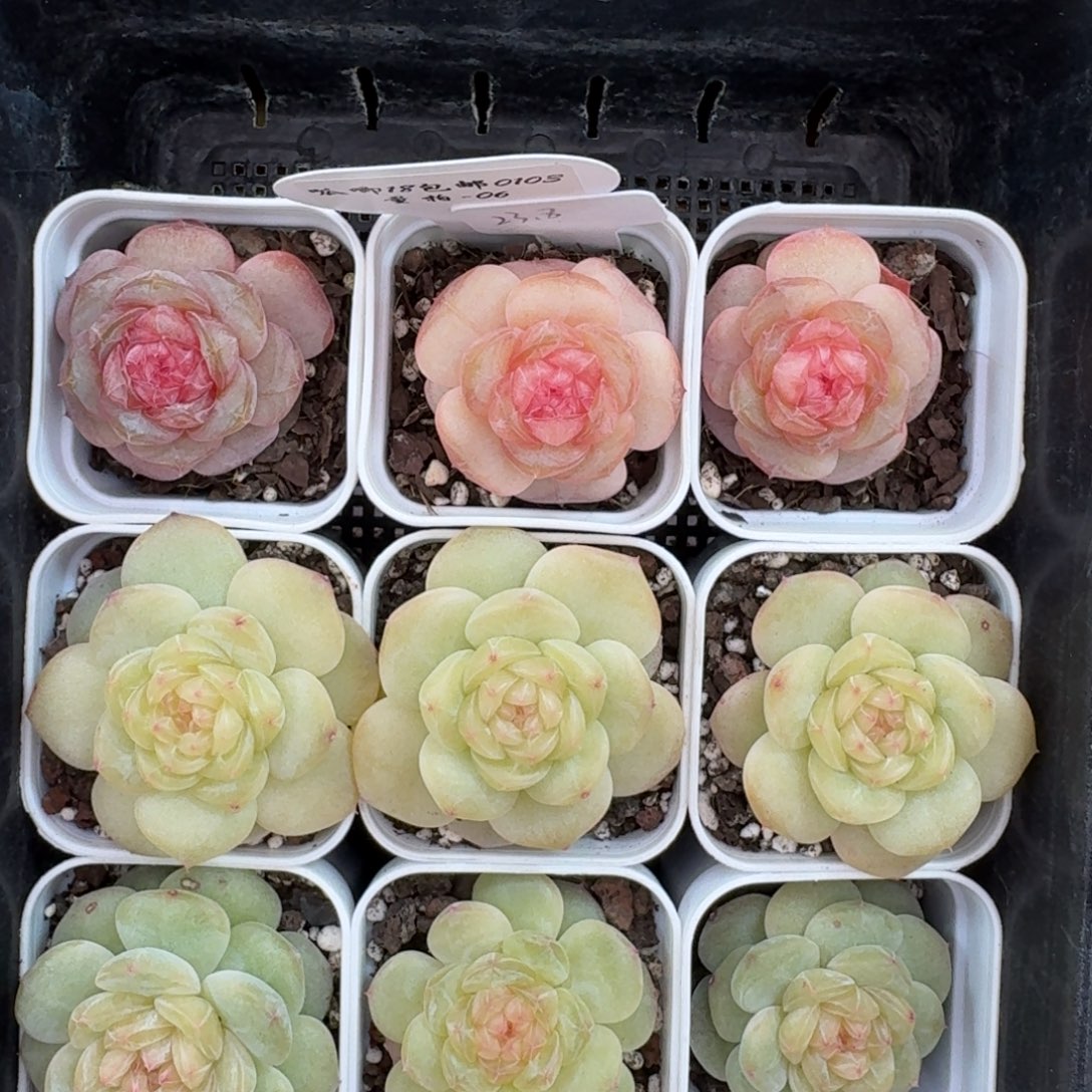 0103-06-秋意浓一颗量拍