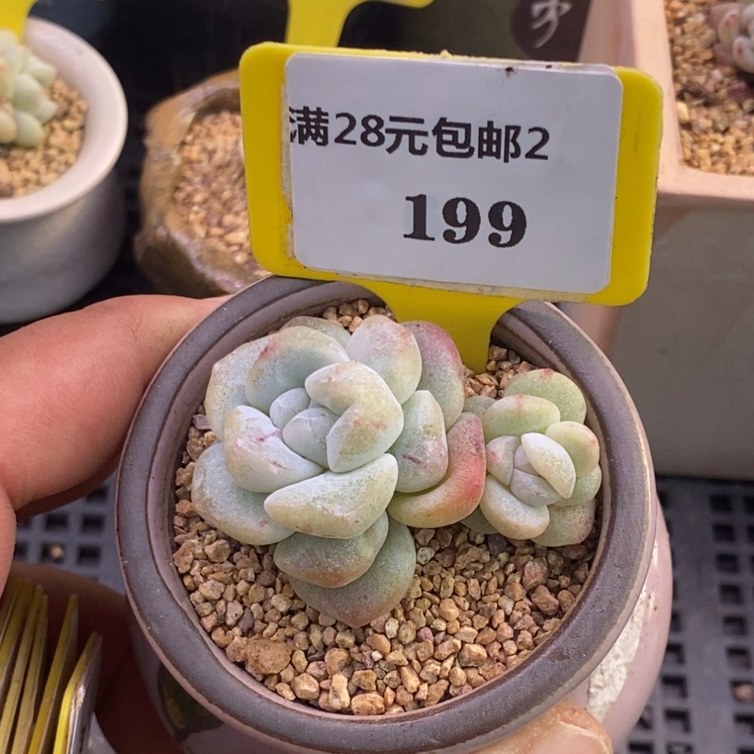 2199冰玉石化双福利多肉