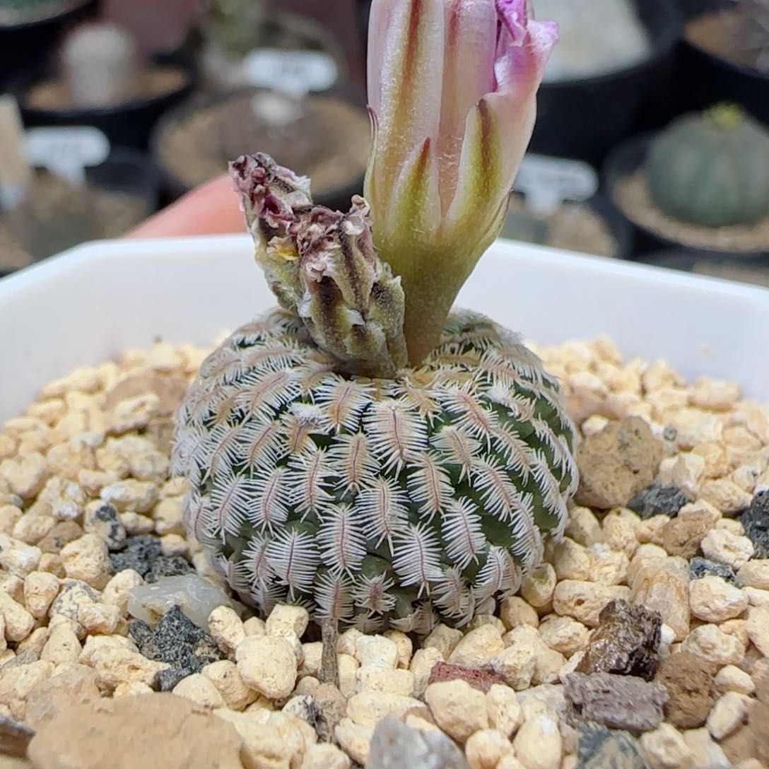 340实生精巧殿多肉