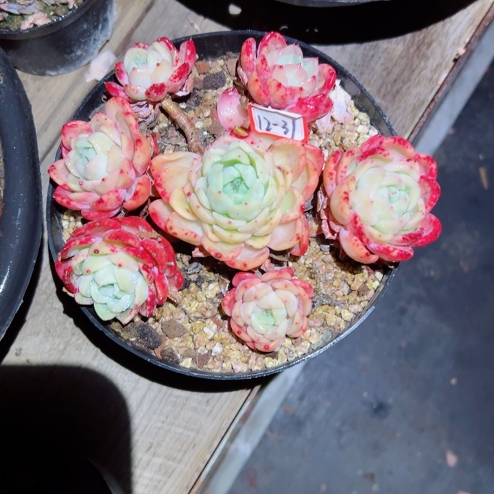 用****4精品多肉植物老桩