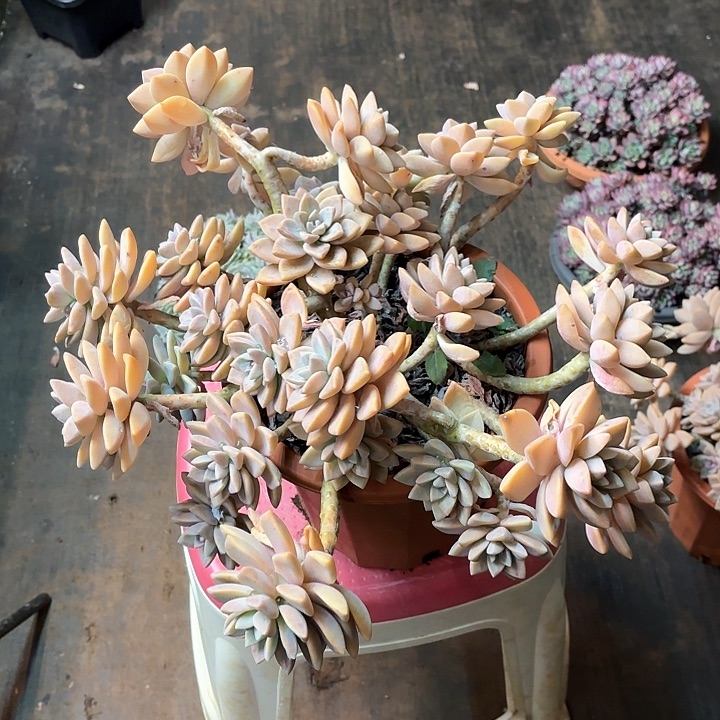 多肉植物，淡雪一颗