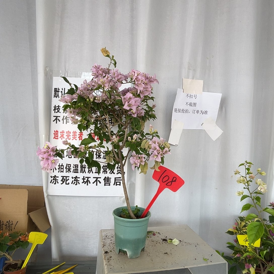 当前无花栽培后可以开花108苹果花