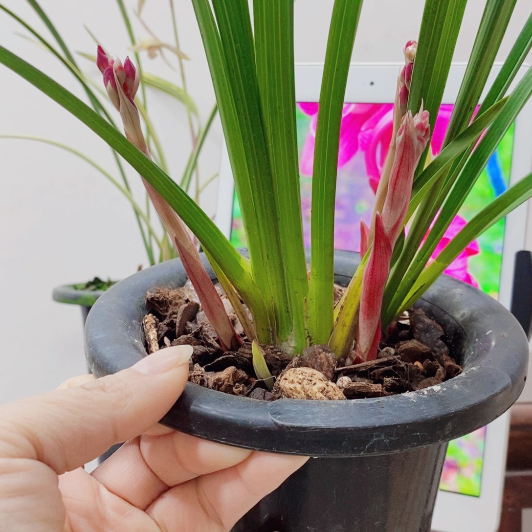 苏***人当前无花栽培后可以开花