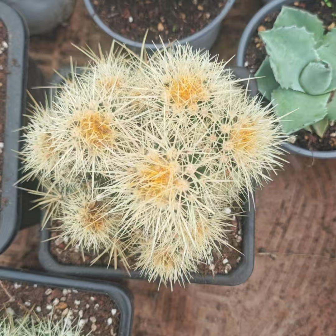 仙人掌种子播种Echinocactus grusonii金桶仙人掌包对版
