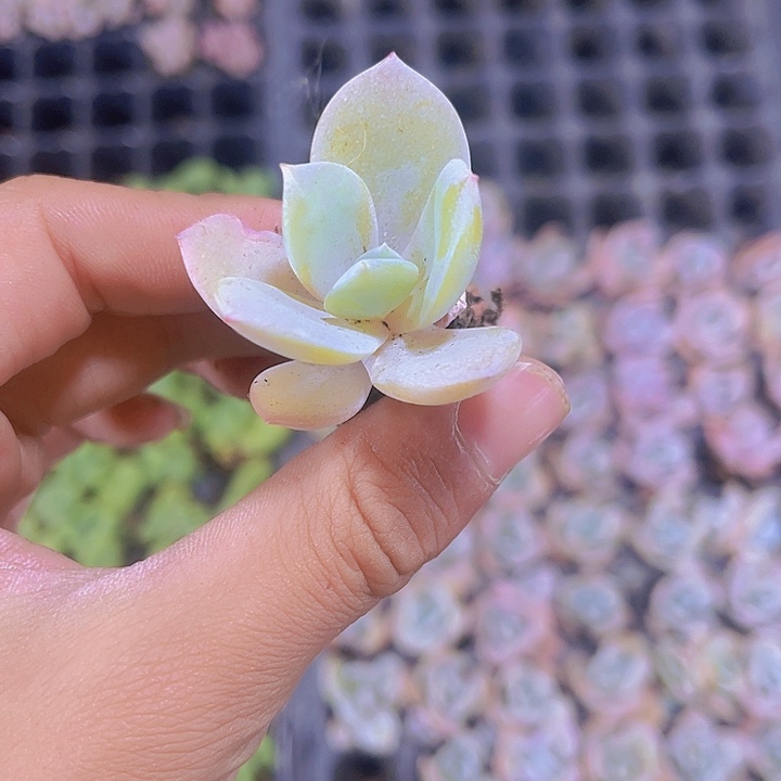 精品白凤多肉植物