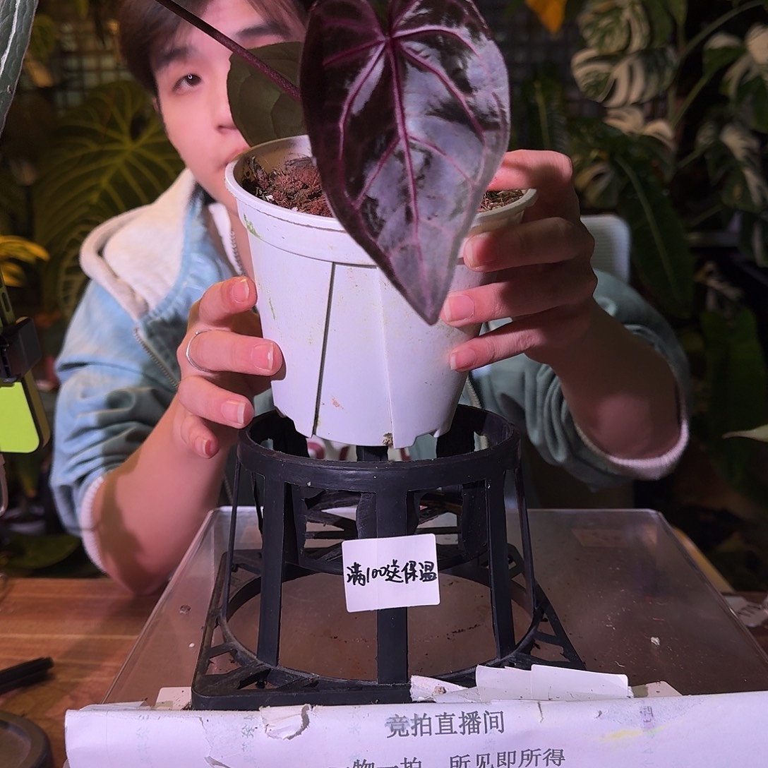 不开花植物H256nse红水晶杂织梦者