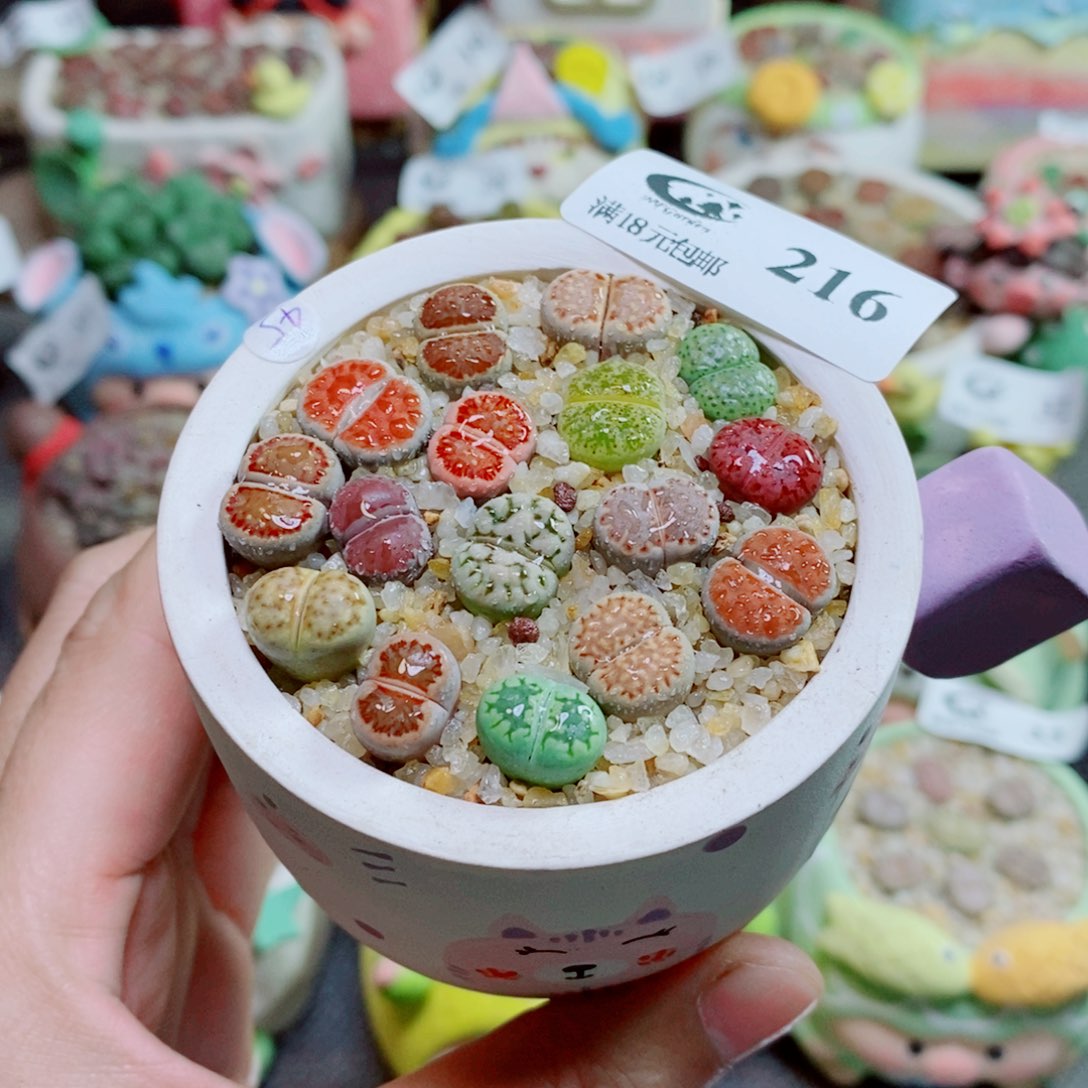 生石花花花花花花216