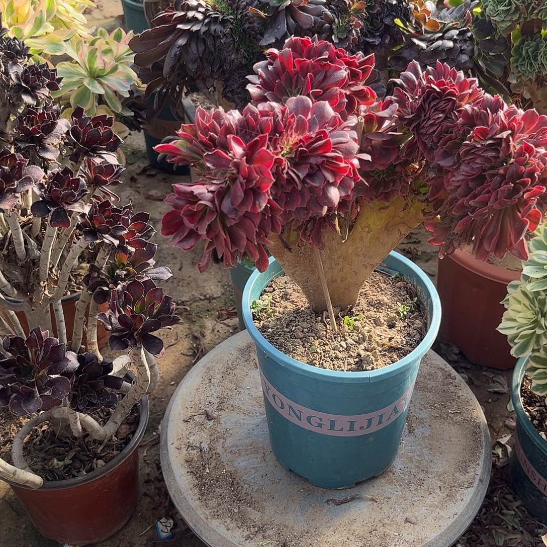 11美杜莎缀化法师多肉植物