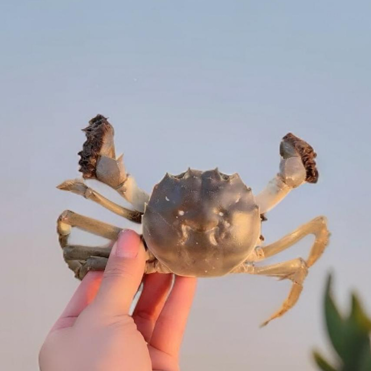 【活蟹】绿城湖大闸蟹全公3两3.5-4.5三斤重约5-9只装