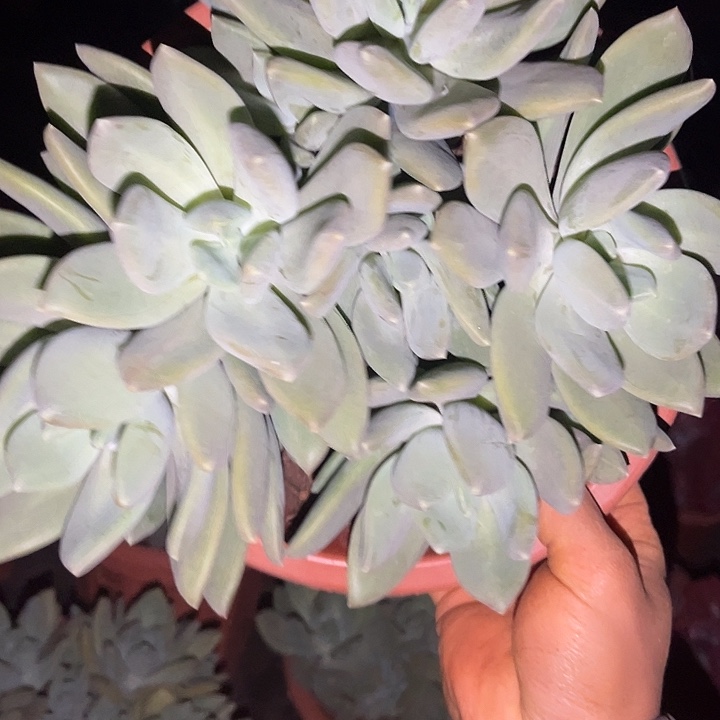 海洋之谜19.99多肉植物