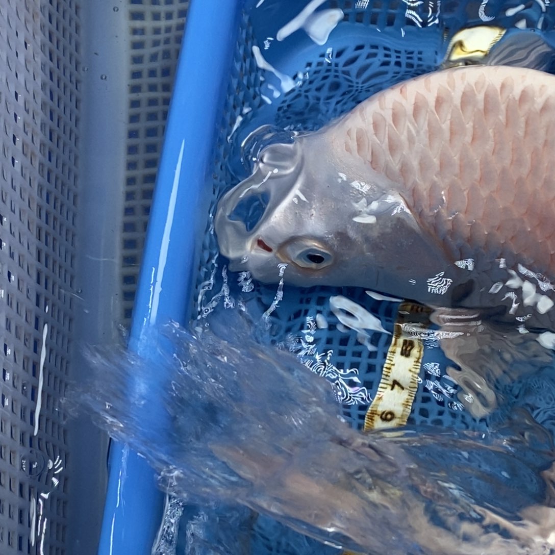 锦鲤冷水锦鲤包邮