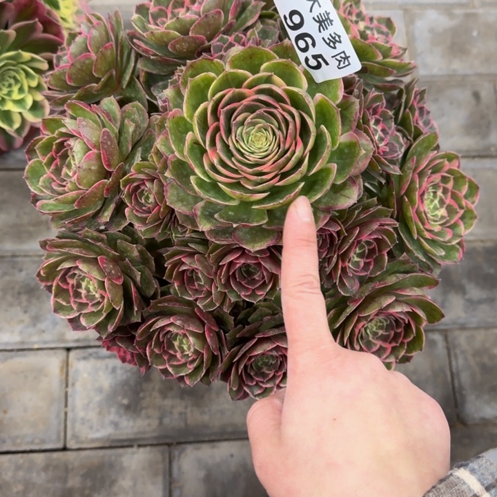 ?**天粉花妖宝塔965肉肉