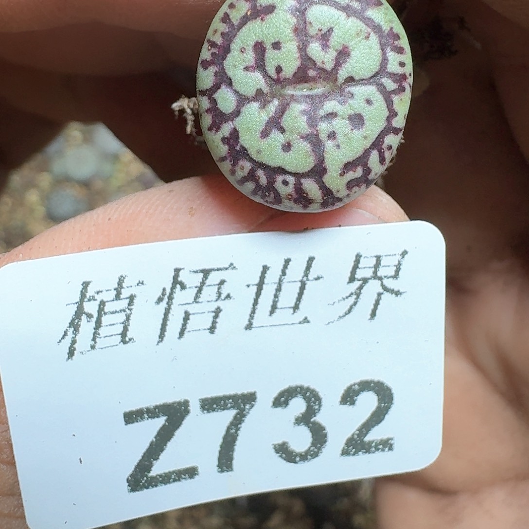 732号多肉植物哇c f