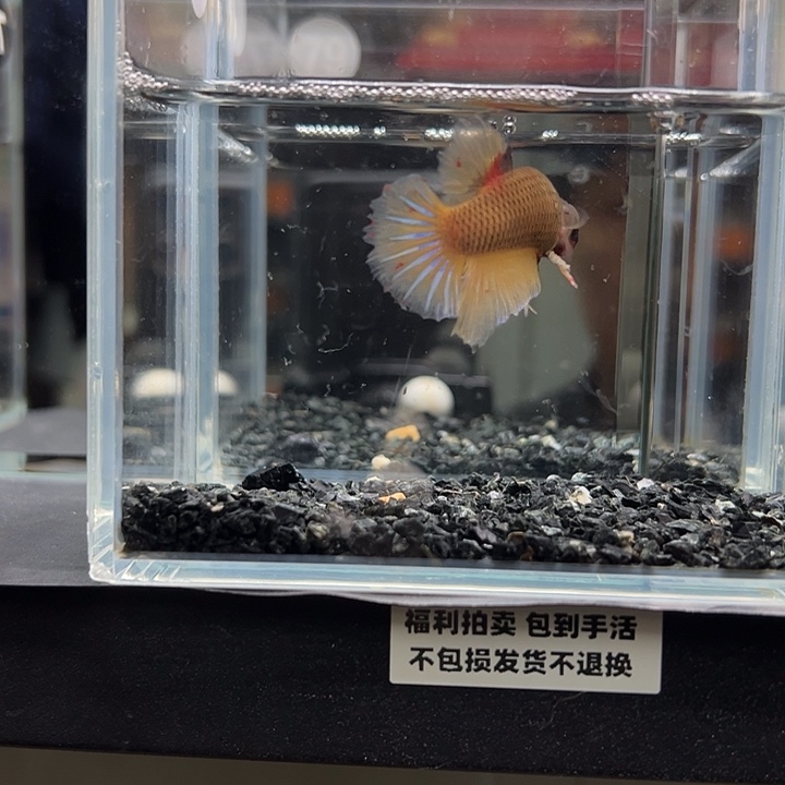 斗鱼竞拍跑单10日79