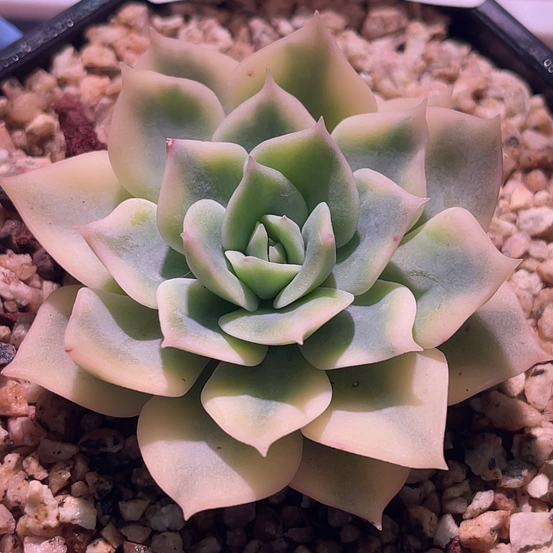 尚品园艺范女王锦头盖8503