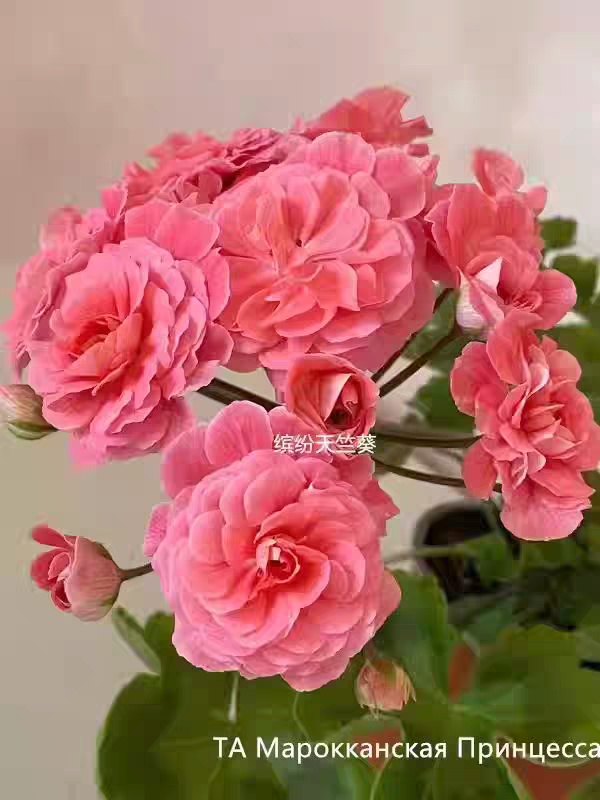 摩洛哥公主 直立半兽系天竺葵包对版