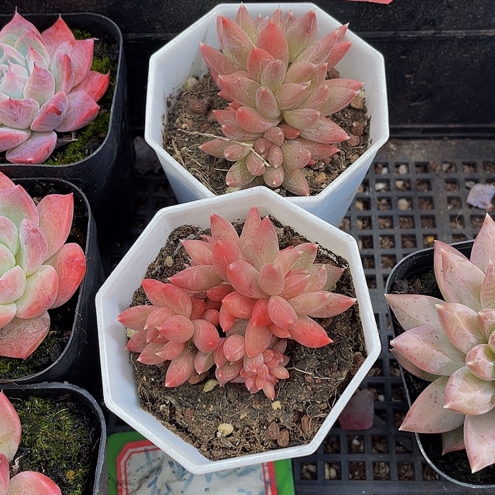 糖抓群带盆土发货