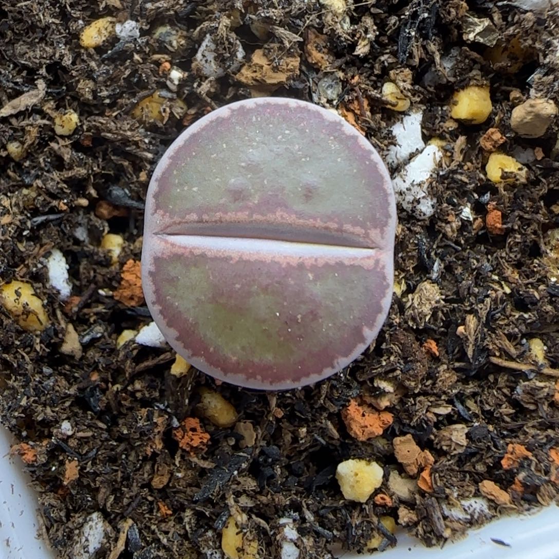 418 生石花大棚直播