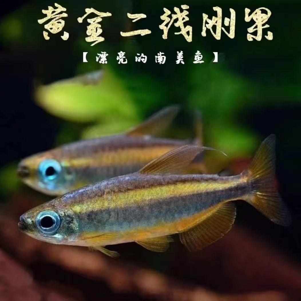 黄金二线刚果美人鱼进口南美州热带鱼淡水小型观赏鱼群游灯鱼
