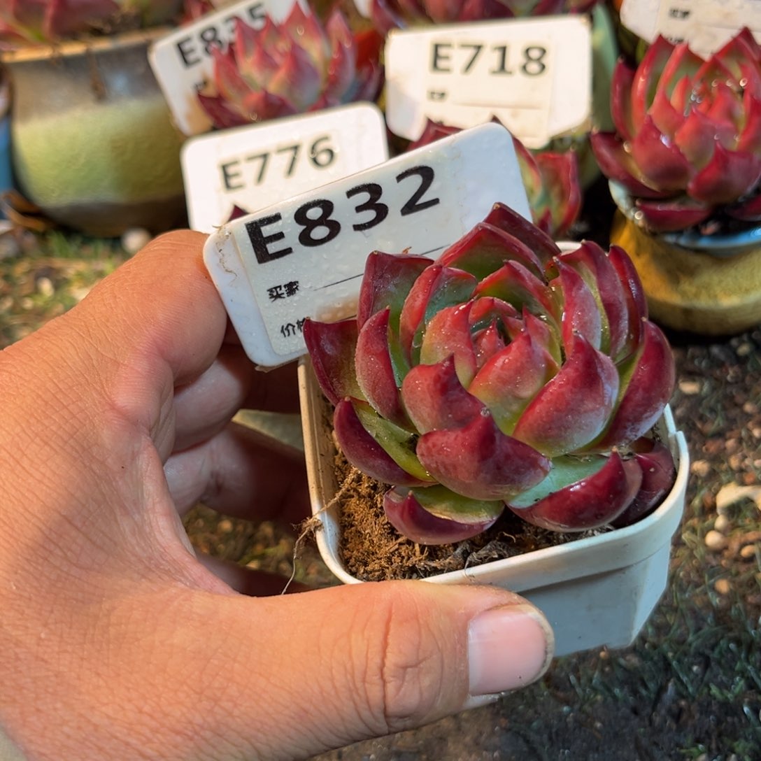 惊鸿一瞥832号多肉